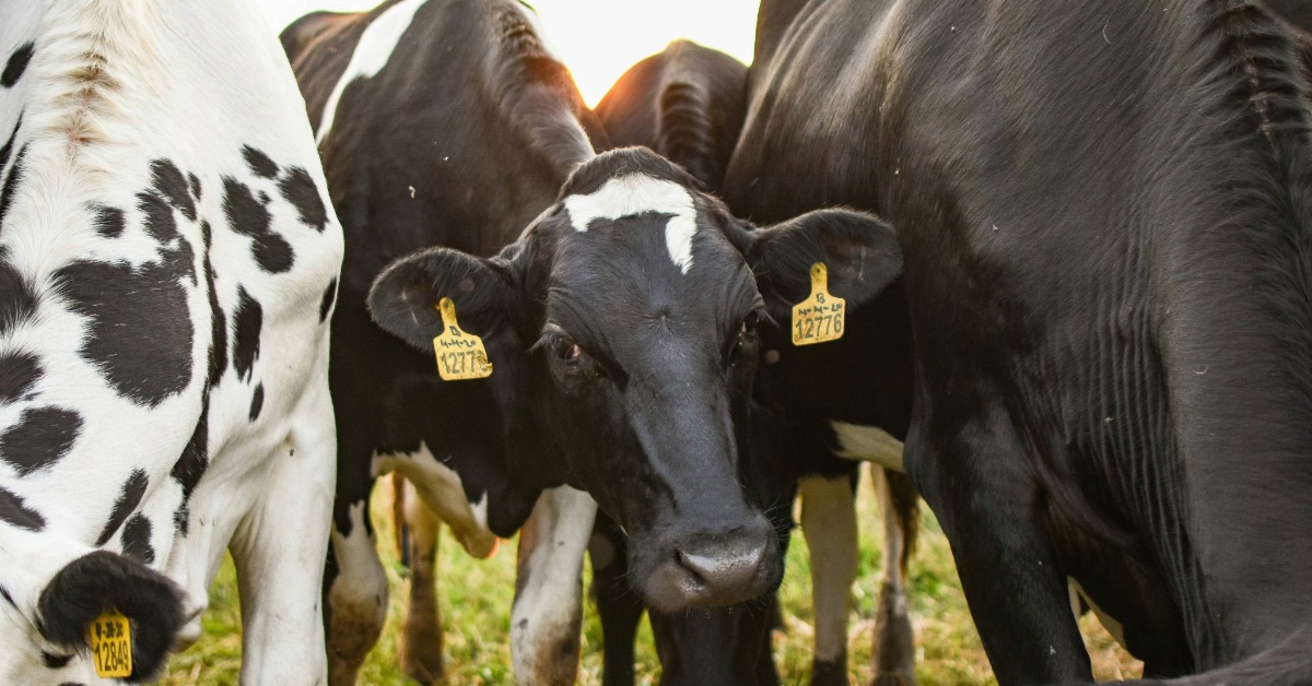 Canada targets Mexico to diversify beef exports in 2026