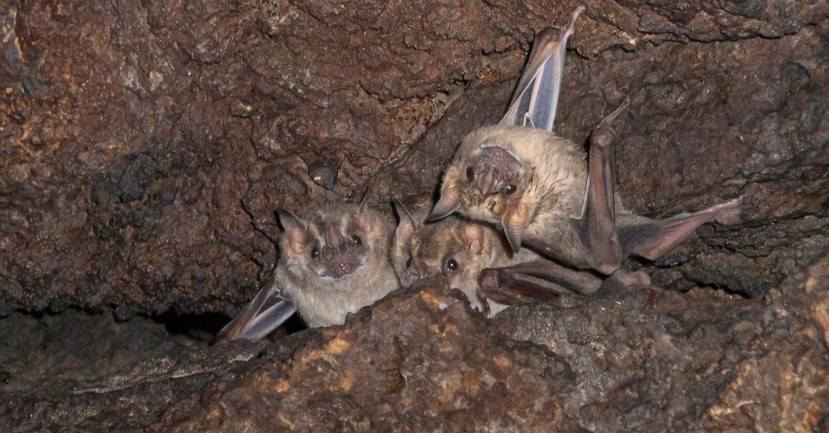 El Salitre bat cave