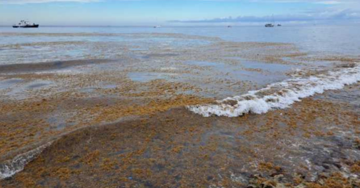 Playa del Carmen braces for heavier 2026 sargassum season