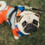 Playa del Carmen readies pet registry and stricter fines