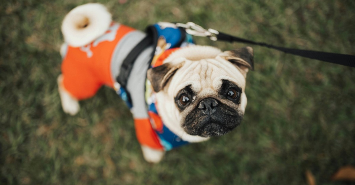 Playa del Carmen readies pet registry and stricter fines Playa del Carmen readies pet registry and stricter fines