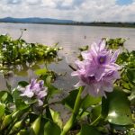 San Miguel artisan turns invasive hyacinth into crafts