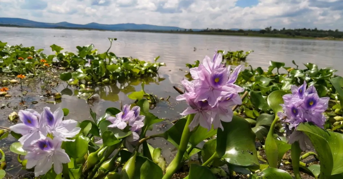 San Miguel artisan turns invasive hyacinth into crafts