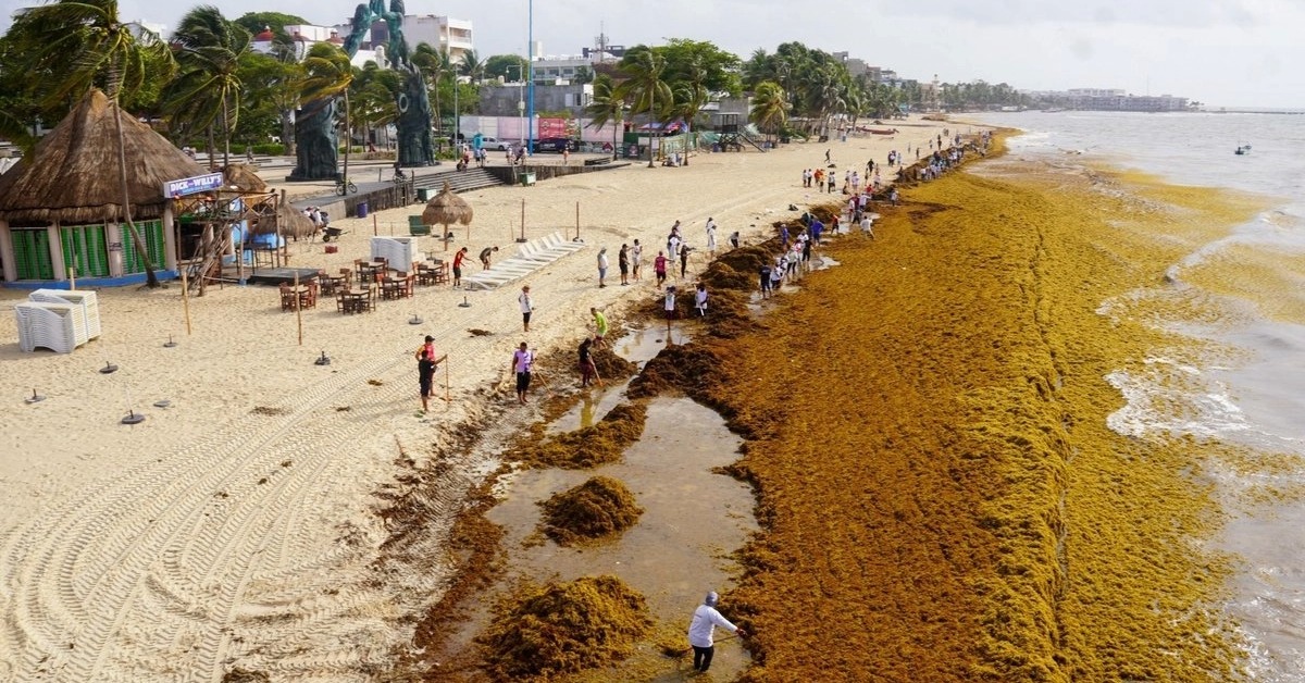 Sargassum Odor Returns to Playa del Carmen Beaches