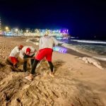 Sinaloa Sea Lion Strandings: What the Spike Could Mean