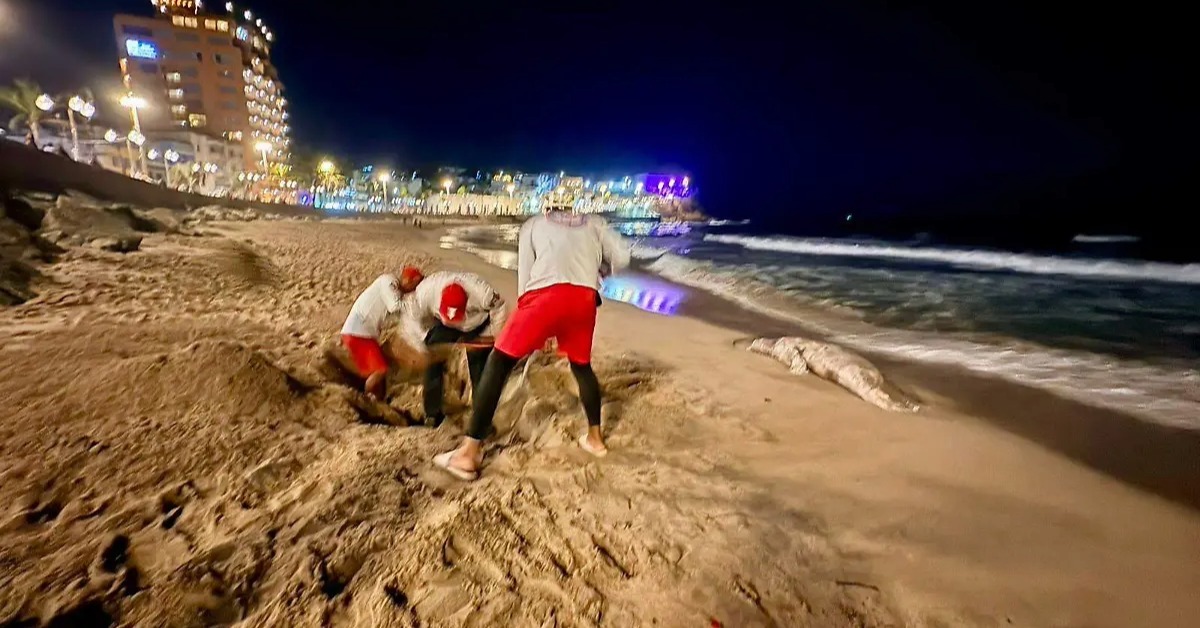 Sinaloa Sea Lion Strandings: What the Spike Could Mean