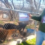 Black panther escape triggers alert in Aguascalientes