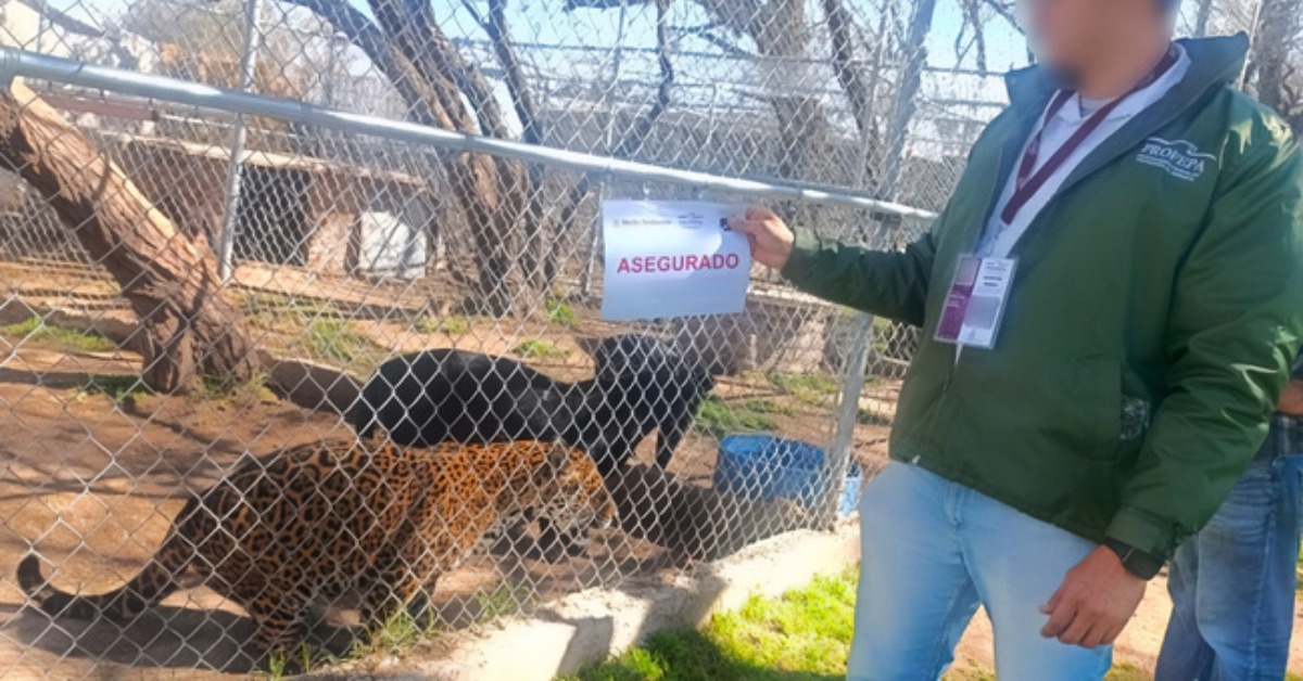 Black panther escape triggers alert in Aguascalientes