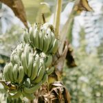 CJNG Extortion Reaches Deeper Into Colima Bananas