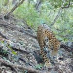 First Jaguar Record Changes Guanajuato's Sierra Gorda