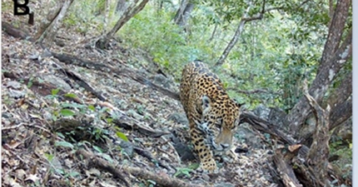 First Jaguar Record Changes Guanajuato's Sierra Gorda