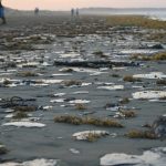 Mexico Morning Briefing What's Driving March 6 News