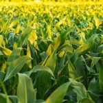 Mexico’s grain gap widens as food self-sufficiency slips