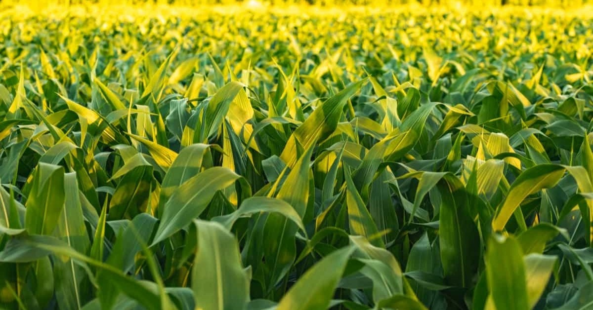 Mexico’s grain gap widens as food self-sufficiency slips