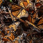 Monarch butterfly colonies rebound in Mexico this winter