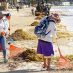 Playa del Carmen rolls out daily sargassum tracker