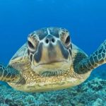 Playa del Carmen sargassum barriers questioned over turtle nesting risk