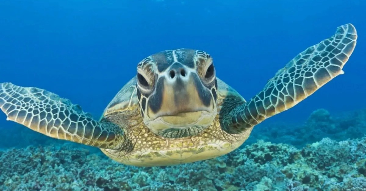 Playa del Carmen sargassum barriers questioned over turtle nesting risk