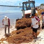 Playa del Carmen steps up cleanup as sargassum rises