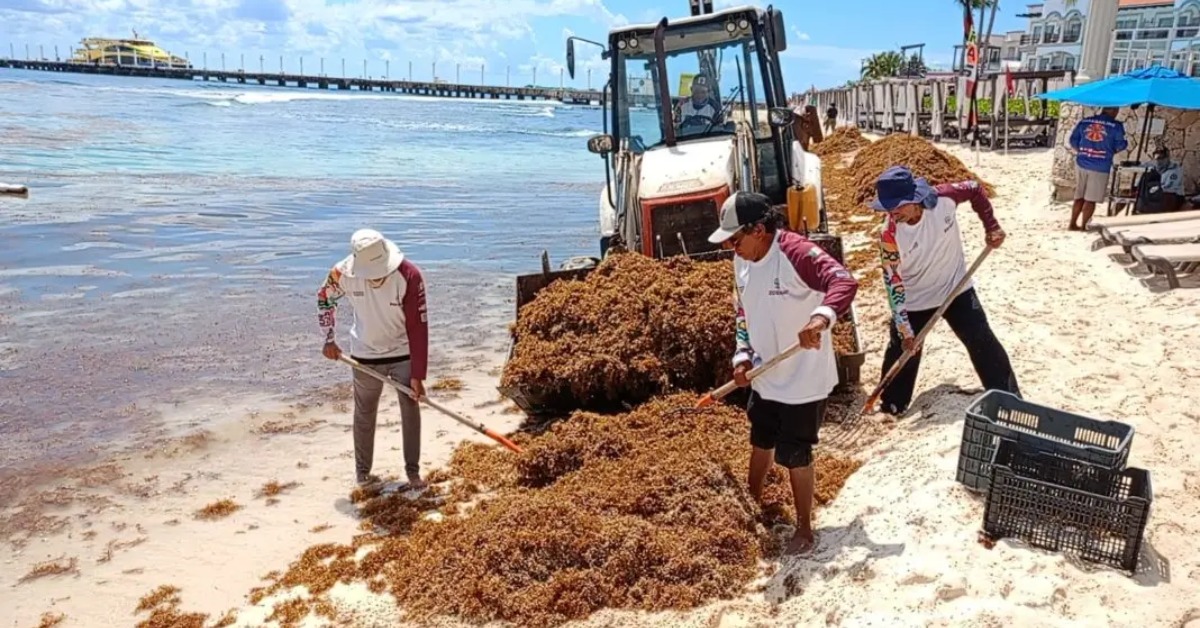 Playa del Carmen steps up cleanup as sargassum rises