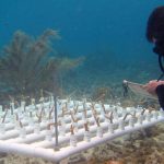 Quintana Roo reef effort nears 8 million pesos in 2026