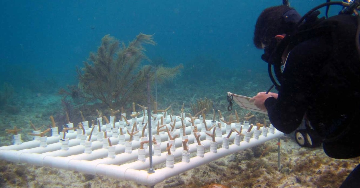 Quintana Roo reef effort nears 8 million pesos in 2026