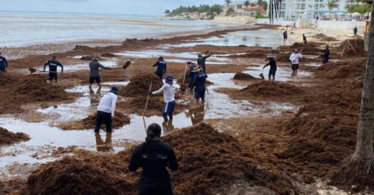 Sargassum Threatens Easter Tourism in Playa del Carmen