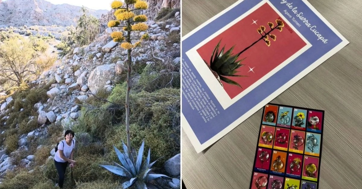 Sonoran Desert card game puts native plants in play